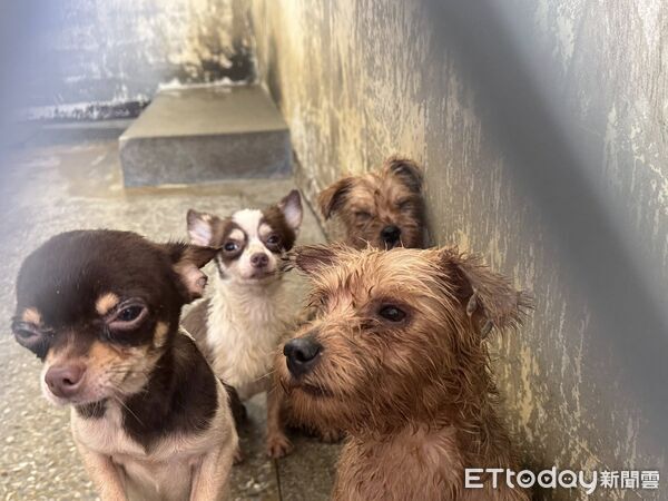 「人人犬舍」百狗回到收容所！　等待結紮美容未來將開放認養