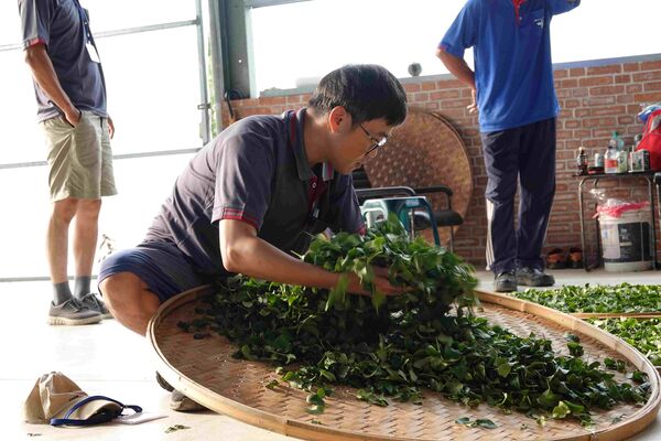 ▲新北好茶限時亮相 周末迎賓送好禮。（圖／新北市農業局提供）