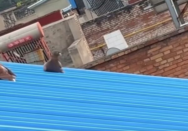 屁孩鴿玩瘋了！鐵皮屋頂爽玩溜滑梯　網笑翻：工讀生出來