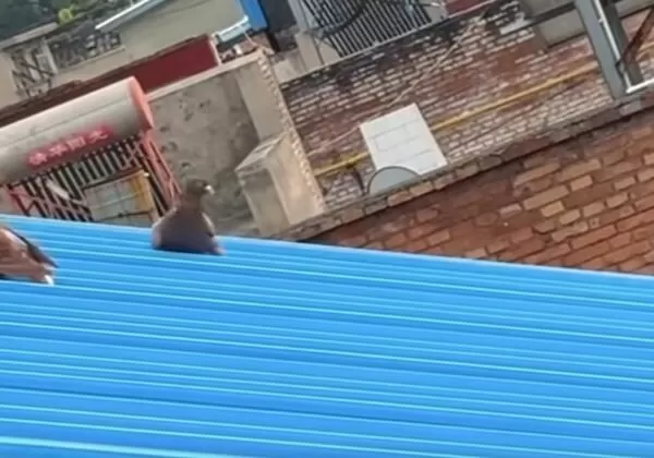 網友拍到一隻鴿子在鐵皮屋頂玩溜滑梯。（翻攝臉書社團《爆廢公社公開版》）