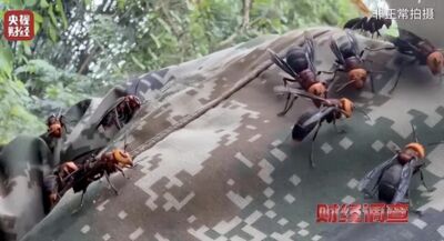 陸豢養虎頭蜂教學流竄社群　「七里游」攻擊性最強連眼鏡蛇都吃