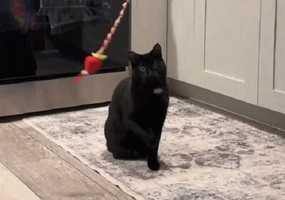 奴才用「轉圈圈催眠術」逗貓　盲眼主子出手每拍都對到