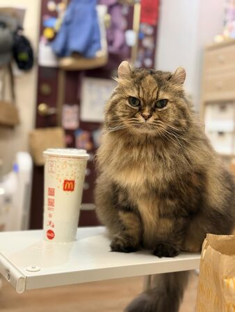 ▲▼妹妹超愛貓咪妮妮。（圖／Threads@weiju.1313提供）