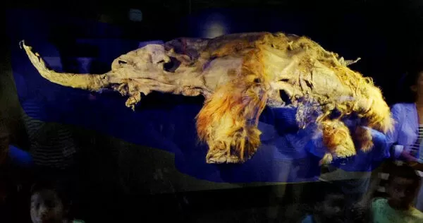 猛瑪象幼象Yuka的遺骸於2010年在西伯利亞永凍土中被發現，保存狀態近乎完整。（圖／達志／美聯社，下同）