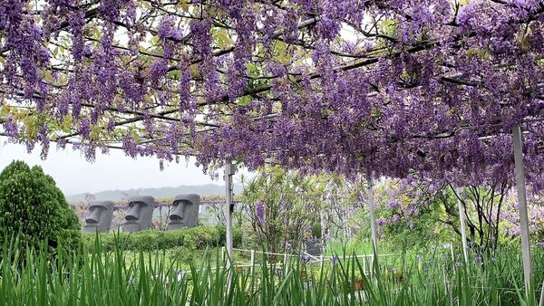 ▲淡水紫藤花園一號屯山園區明年更改為預約包場制。（圖／翻攝自淡水紫藤花園一號屯山園區（原紫藤咖啡園一店））