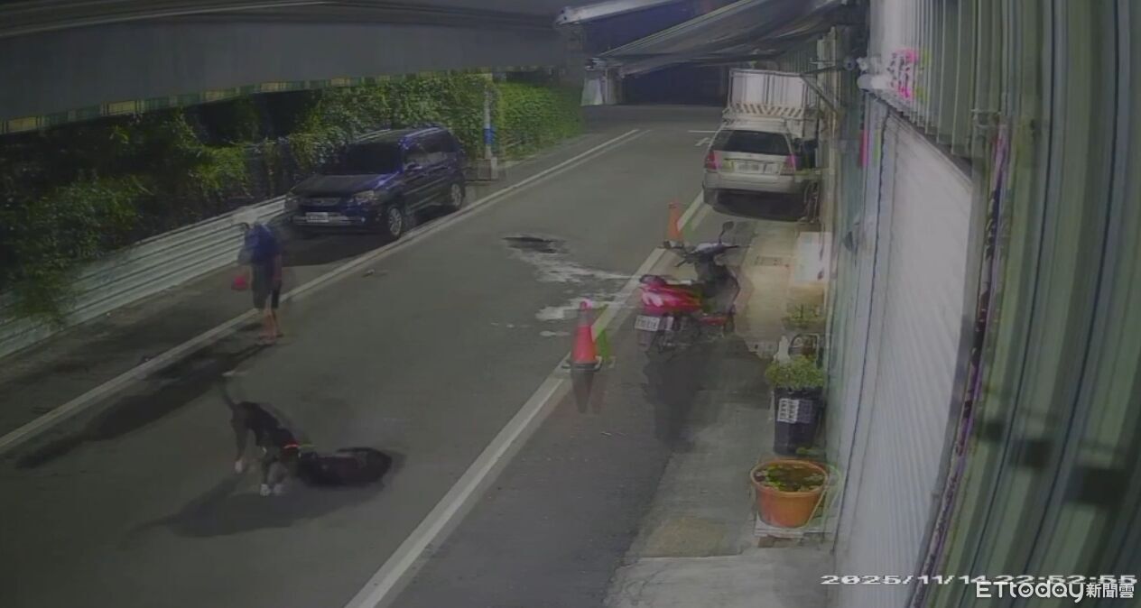 訓練比特犬試試有多兇!無良主人放任無差別攻擊 黑浪慘被咬爆