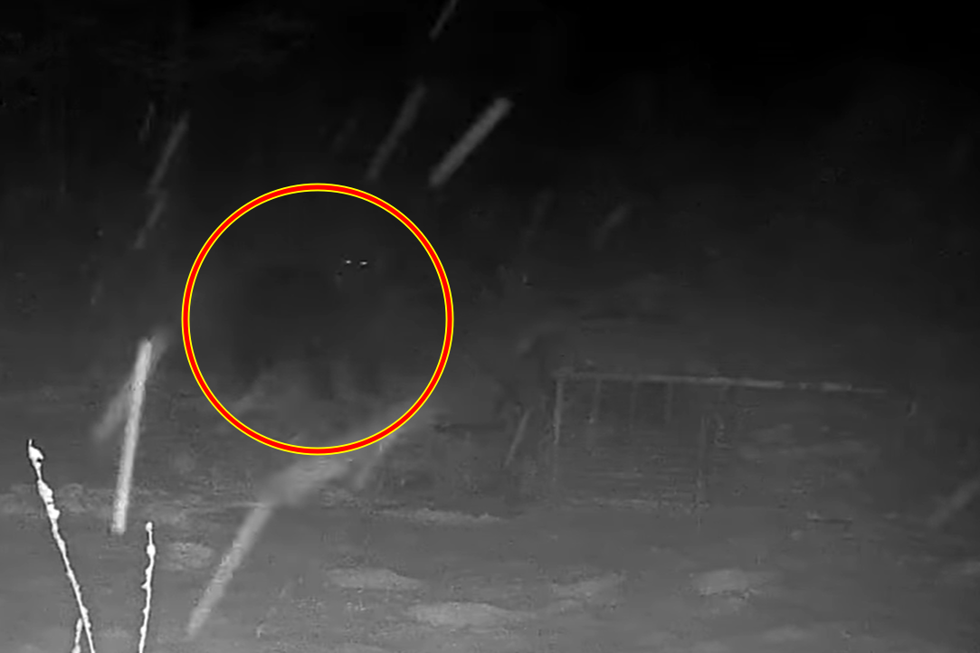 北海道巨熊太聰明！　一掌推翻「300kg陷阱」驚人畫面曝