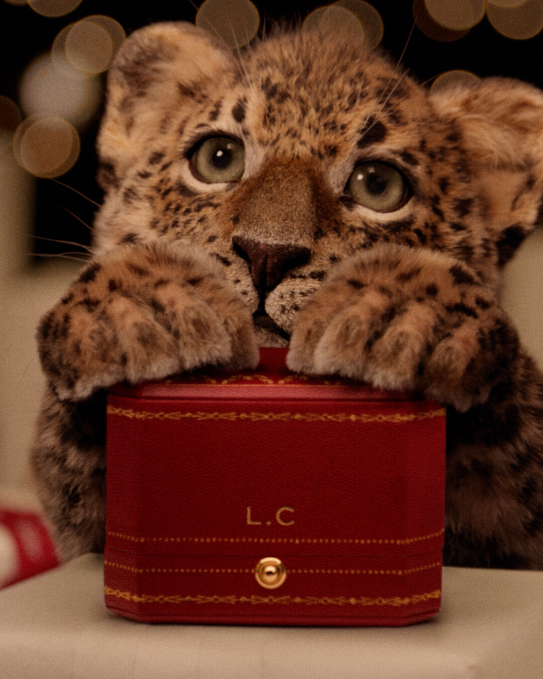 ▲▼  Cartier AD           。（圖／公關照）