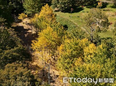 武陵農場空拍曝　金黃銀杏林+火紅葉色仙氣噴發