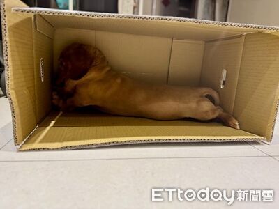 爸請「臘腸測量師」當比例尺　敬業躺平認證有60公分