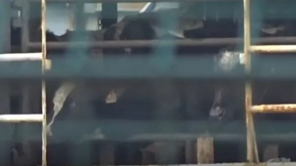 船上環境惡劣，牛隻被迫擠在狹小艙房內，有動物死亡、分娩並與糞便混雜，瀰漫惡臭，局勢令人憂心。（翻攝自Animal Welfare Foundation）