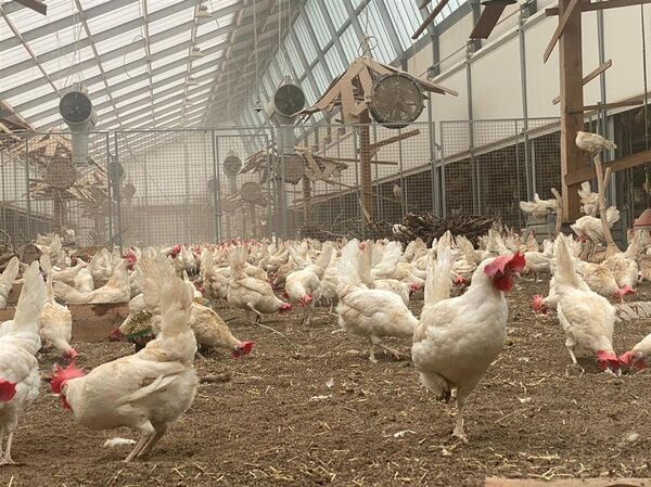 ▲彰化全面稽查蛋雞場。（資料圖／彰化縣政府提供）