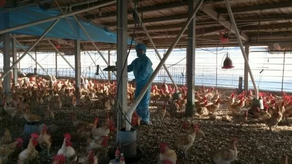 ▲彰化全面稽查蛋雞場。（資料圖／彰化縣政府提供）