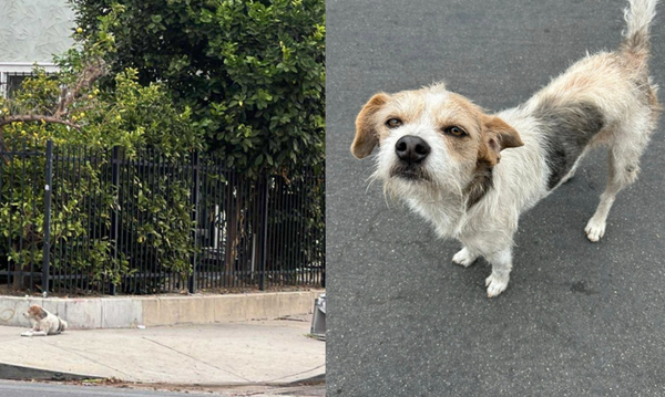 主人狠心搬走　被拋棄狗狗天天睡街上「癡等60天」不肯離開。（圖／翻攝自Facebook／Suzette Hall）