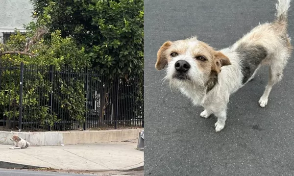 主人狠心搬走　被拋棄狗狗天天睡街上「癡等60天」不肯離開。（圖／翻攝自Facebook／Suzette Hall）