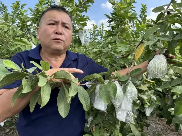 ▲連續2次颱風襲擊，彰化芭樂農損失慘重。（圖／民眾提供）