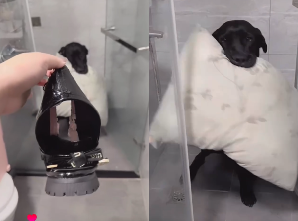 黑狗咬爆鞋子，趕快拿枕頭當掩護。（圖／Threads@lin.615提供）