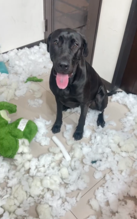 黑狗咬爆鞋子，趕快拿枕頭當掩護。（圖／Threads@lin.615提供）