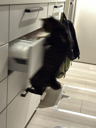 ▲。（圖／翻攝自X／@O_Hamuneki）