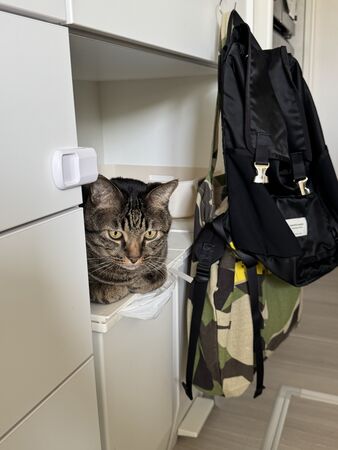 ▲。（圖／翻攝自X／@O_Hamuneki）