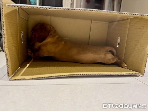 ▲。（圖／Threads@rod_fyl提供，請勿隨意翻拍，以免侵權。）