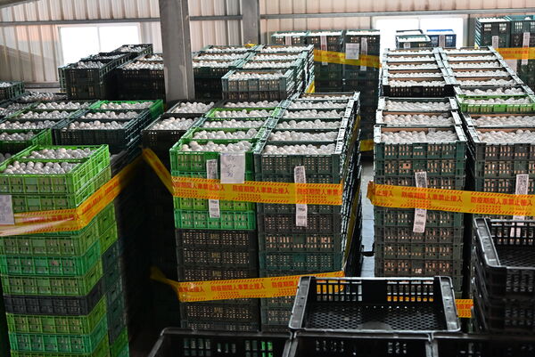 ▲文雅畜牧場25萬顆驗出含芬普尼超標全數銷毀。（圖／縣府提供）