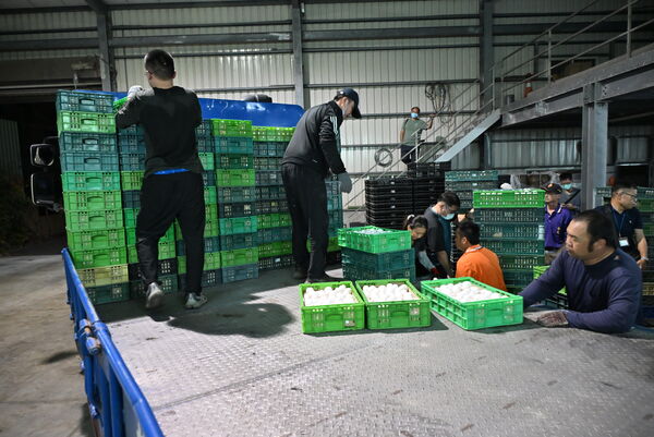 ▲文雅畜牧場25萬顆驗出含芬普尼超標全數銷毀。（圖／縣府提供）