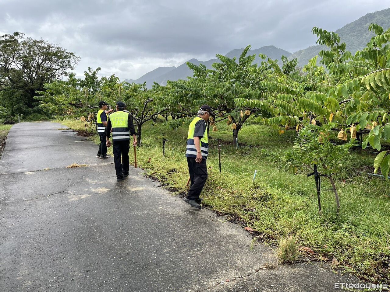 肚臍橙採收季登場 成功分局啟動護果勤務守護農民心血