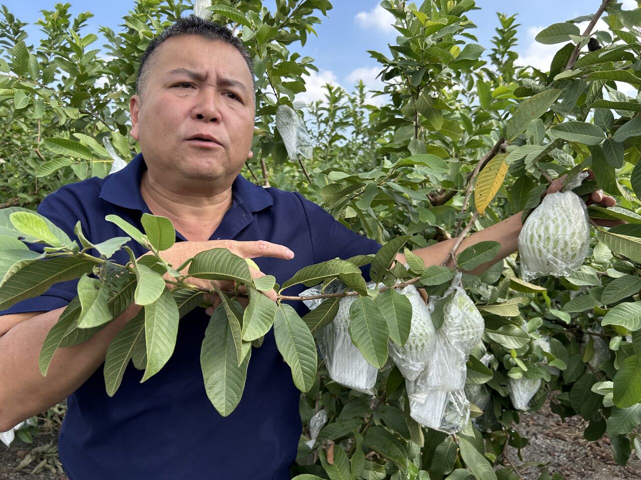 3顆芭樂600元原因曝！颱風豪雨重創　產量銳減逾1/3害價格狂飆