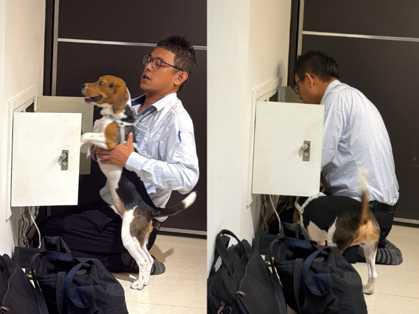 ▲米格魯「學修網路」熱情撲工程師懷中　網大讚：想預約狗狗師傅。（圖／我是路易 @its_louie1125提供，請勿隨意翻拍，以免侵權。）