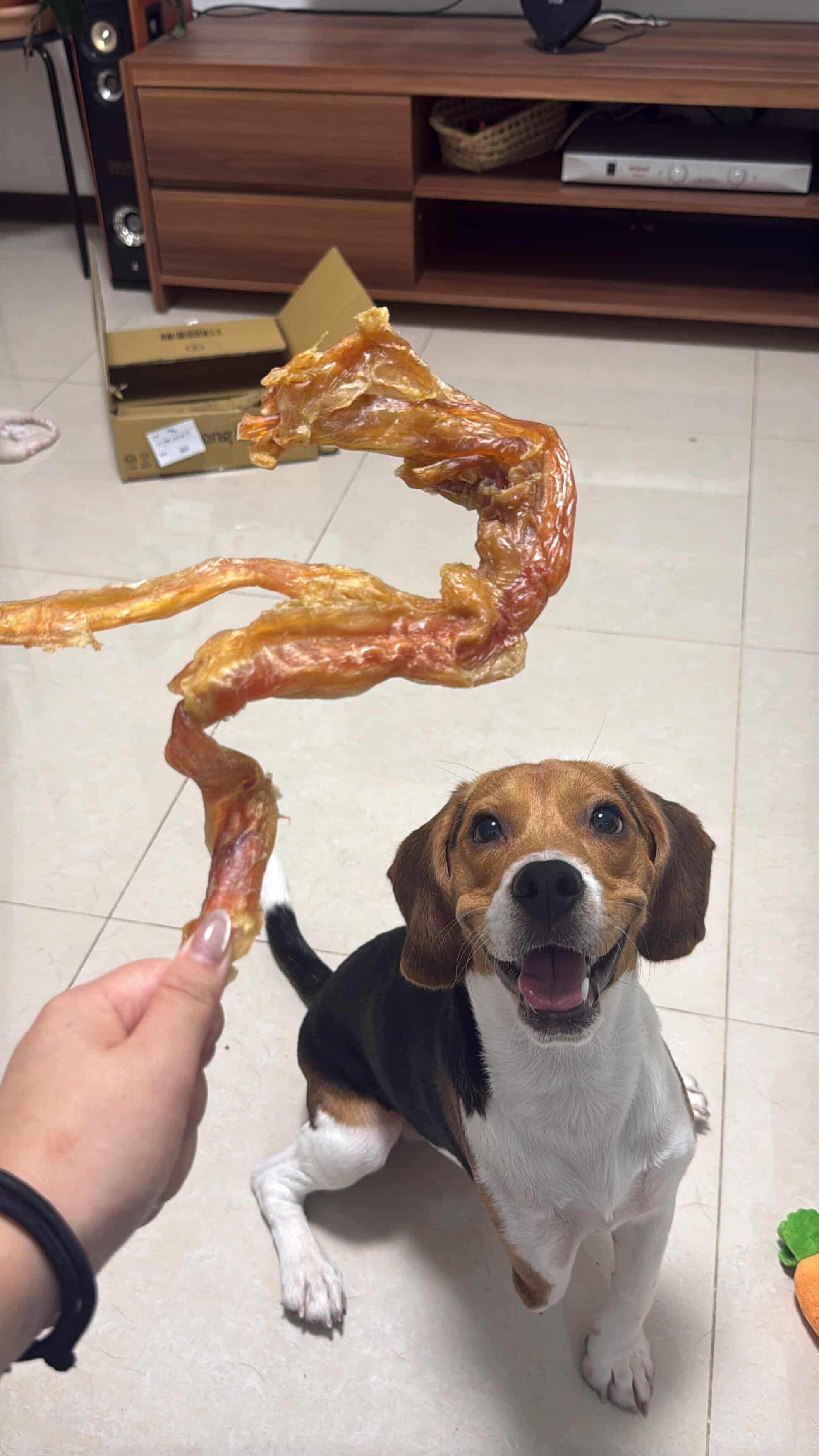 ▲米格魯「學修網路」熱情撲工程師懷中　網大讚：想預約狗狗師傅。（圖／我是路易 @its_louie1125提供，請勿隨意翻拍，以免侵權。）