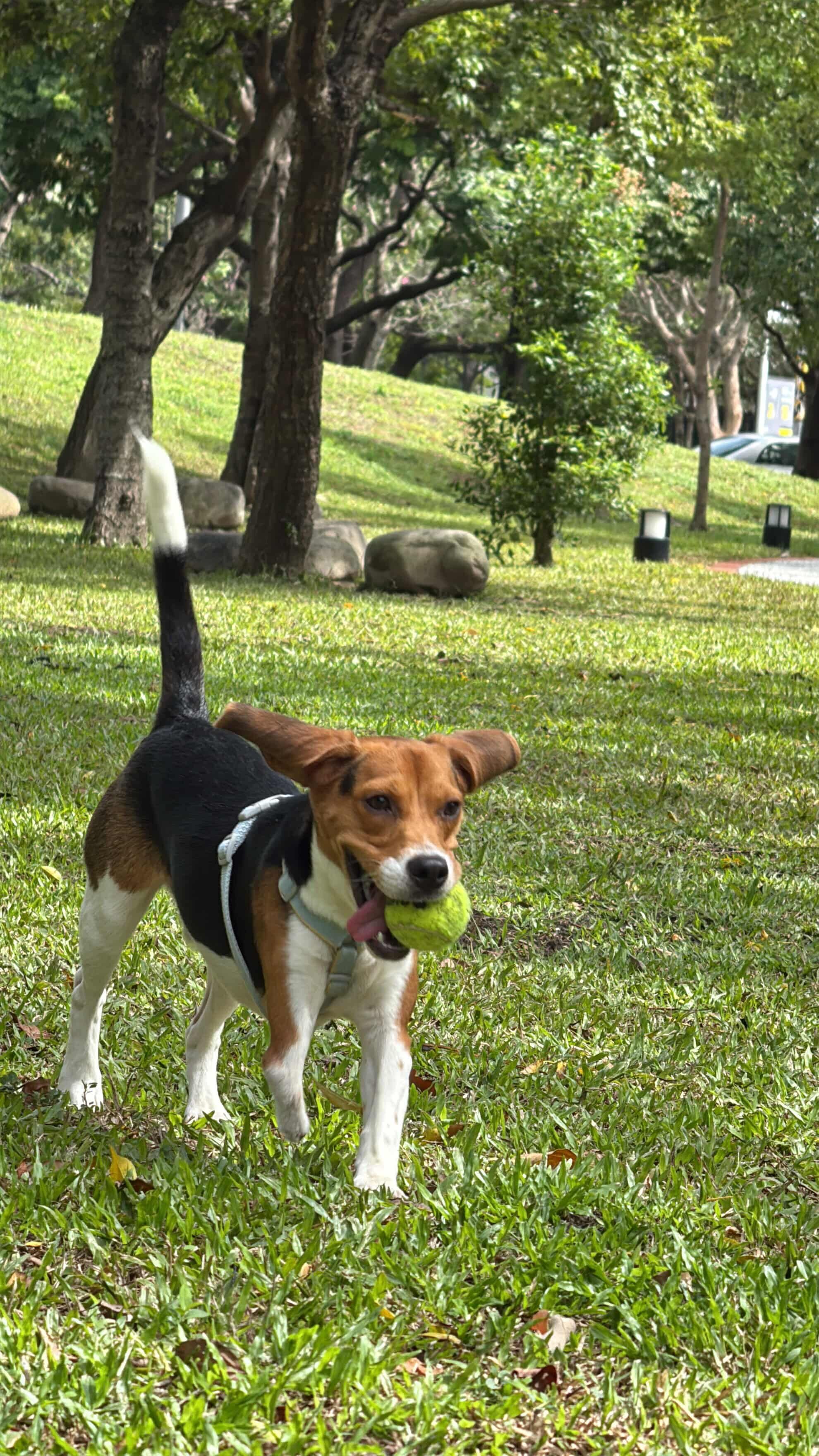 ▲米格魯「學修網路」熱情撲工程師懷中　網大讚：想預約狗狗師傅。（圖／我是路易 @its_louie1125提供，請勿隨意翻拍，以免侵權。）