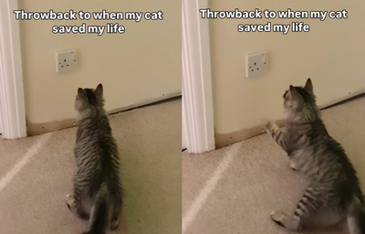 西伯利亞貓狂對「家中插座」嘶叫伸爪 主人一看嚇:救了我的命