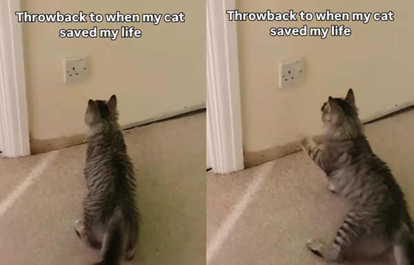 西伯利亞貓狂對「家中插座」嘶叫伸爪　主人一看嚇：救了我的命。（圖／翻攝自TikTok／luka_tilly_siberians）