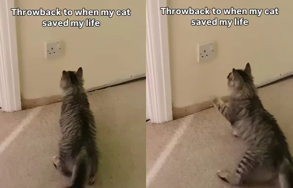 西伯利亞貓狂對「家中插座」嘶叫伸爪　主人一看嚇：救了我的命。（圖／翻攝自TikTok／luka_tilly_siberians）