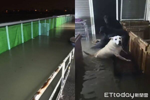 ▲。（圖／東森寵物提供）