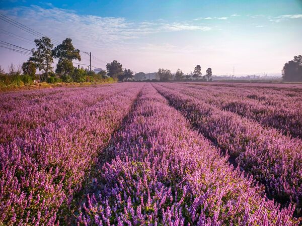 ▲「2025桃園仙草嘉年華」11月22日至12月7日於楊梅休閒農業區登場。（圖／桃園市農業局提供）