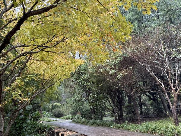 ▲花卉試驗中心內的黃金楓、銀杏剛轉色，展覽館斜前方的茶梅區，迎來首波「茶梅」綻放。（圖／公園處提供）