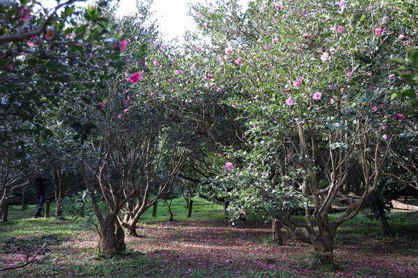 ▲花卉試驗中心內的黃金楓、銀杏剛轉色，展覽館斜前方的茶梅區，迎來首波「茶梅」綻放。（圖／公園處提供）