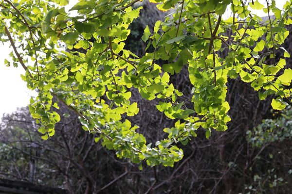 ▲花卉試驗中心內的黃金楓、銀杏剛轉色，展覽館斜前方的茶梅區，迎來首波「茶梅」綻放。（圖／公園處提供）