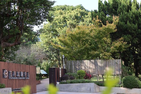 ▲花卉試驗中心內的黃金楓、銀杏剛轉色，展覽館斜前方的茶梅區，迎來首波「茶梅」綻放。（圖／公園處提供）