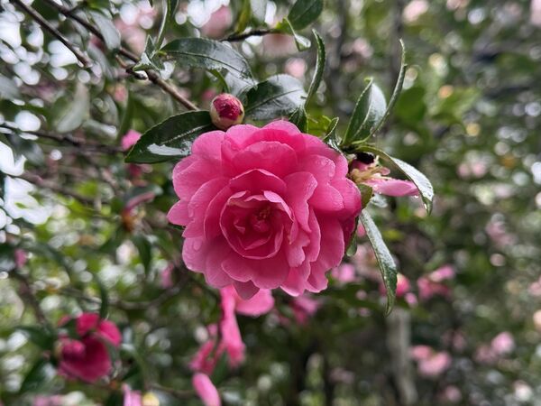 ▲花卉試驗中心內的黃金楓、銀杏剛轉色，展覽館斜前方的茶梅區，迎來首波「茶梅」綻放。（圖／公園處提供）