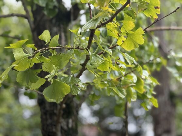 ▲花卉試驗中心內的黃金楓、銀杏剛轉色，展覽館斜前方的茶梅區，迎來首波「茶梅」綻放。（圖／公園處提供）