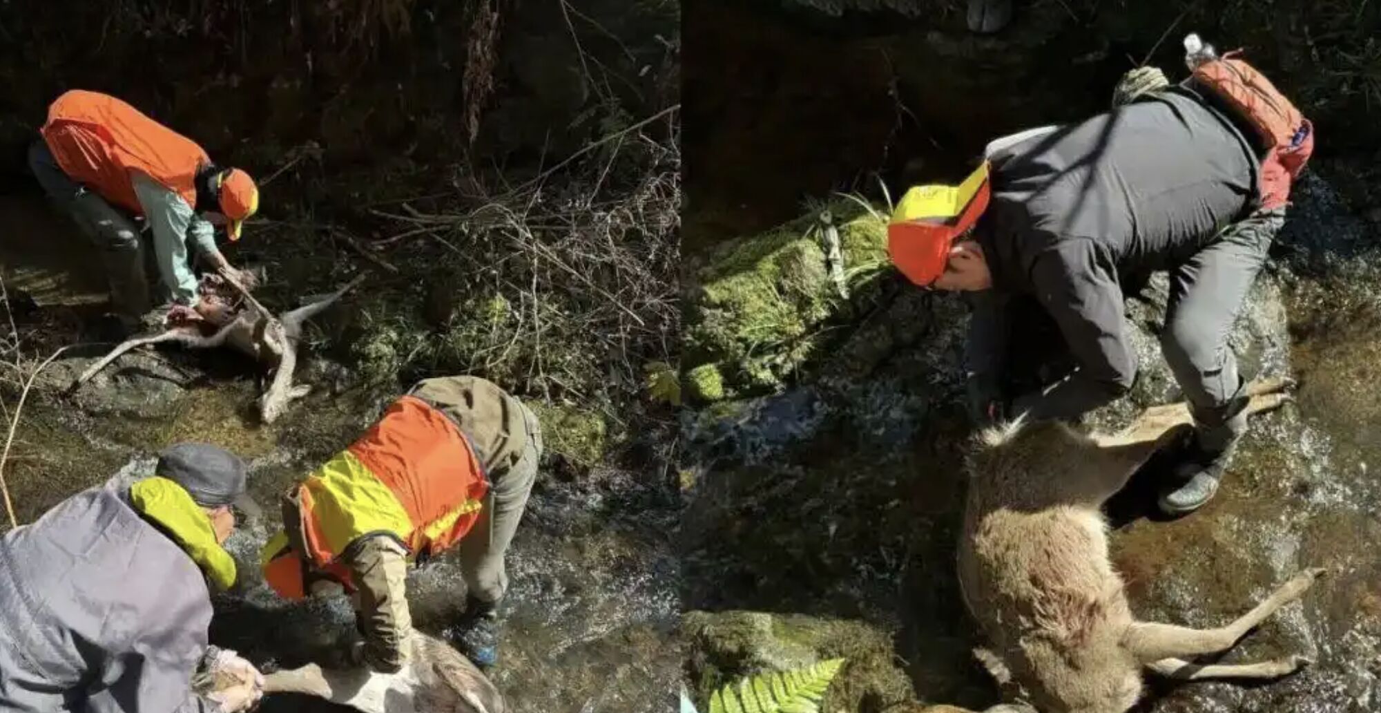 ▲留學生「道一」畢業後意外成為獵人，講述獵人與熊災的故事。（圖／翻攝每日人物社）