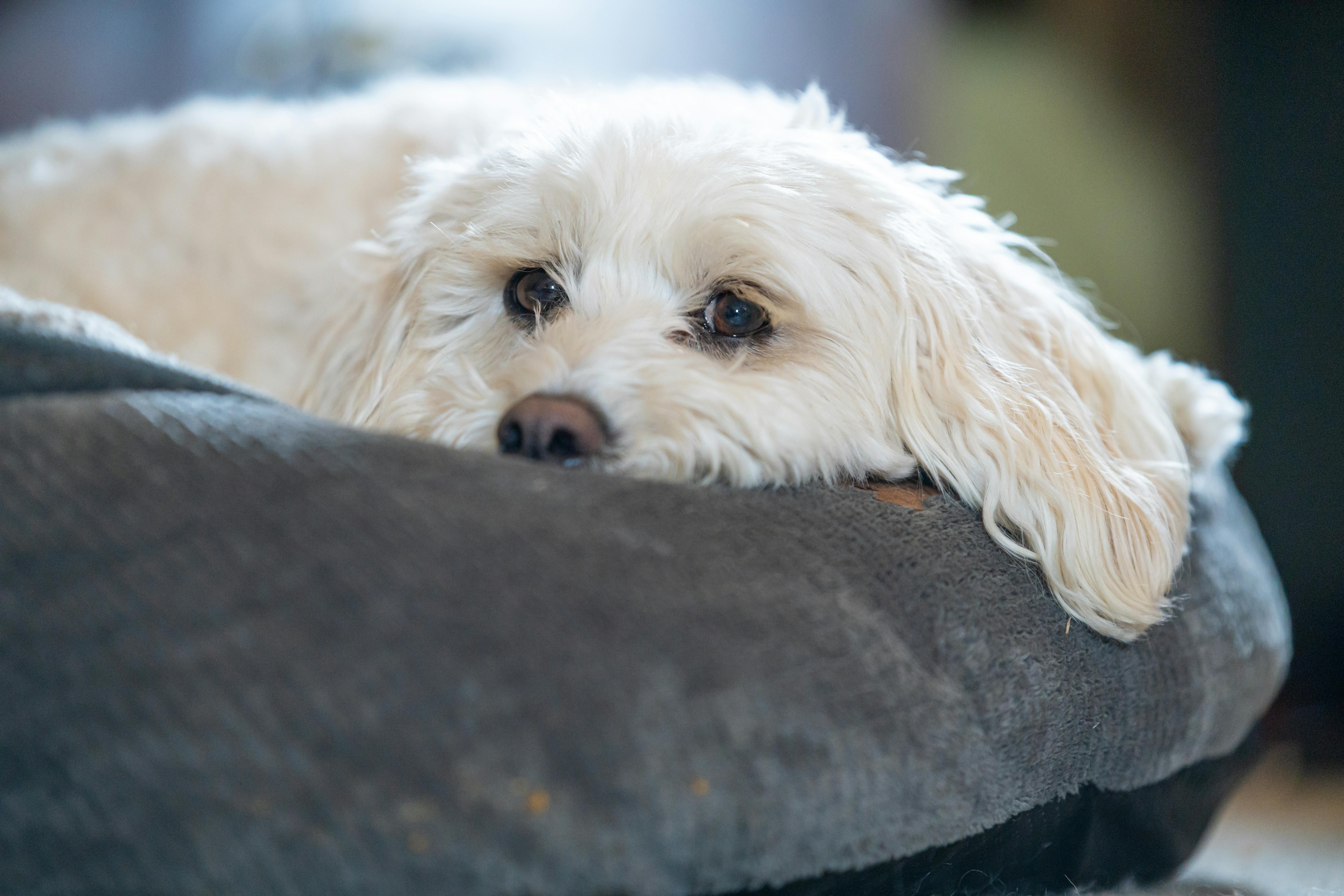 ▲▼狗狗,睡前行為,意義。（圖／取自pexels）