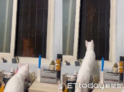 樓上「飛鼠鄰居」每天爬窗路過　好奇貓準時蹲窗戶守候