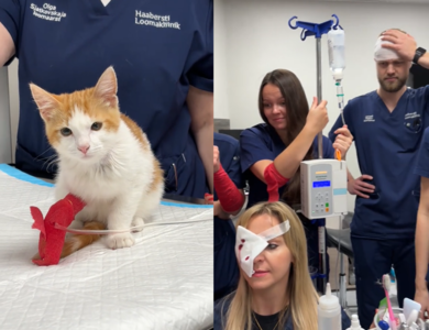 1隻小橘貓揍趴7名獸醫　他們包繃帶傻眼：這是獅子還是老虎