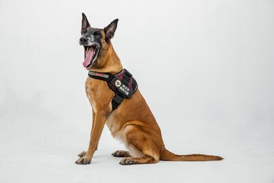 搜救犬貝塔離世 曾在花蓮震災立功退休生活被全力寵愛