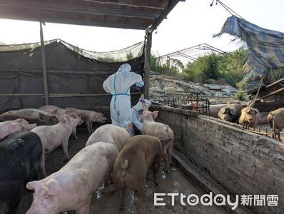 「全面禁用廚餘養豬」後年上路 彭啓明:部分縣市可能提早