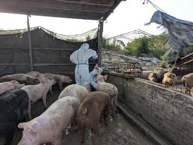 台南白河業者「廚餘餵豬」！市府聯合稽查抓包　重罰120萬